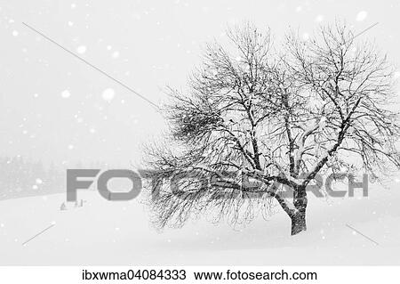 Stock Image - Snow-covered tree, Tyrol, Austria, Europe. Fotosearch