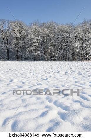Snow-covered trees and a snow-coverd meadow, Thuringia, Germany, Europe View Large Photo Image Stock Photography - Snow-covered trees and a snow-coverd meadow, Thuringia, Germany, Europe. Fotosearch