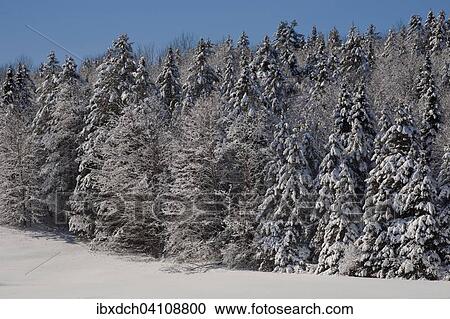 Stock Image - Snow covered trees, forest, Eastern Townships, South Stukely, Quebec, Canada, North America. Fotosearch