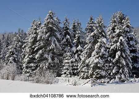 Stock Photograph - Snow covered trees, forest, Eastern Townships, South Stukely, Quebec, Canada, North America. Fotosearch