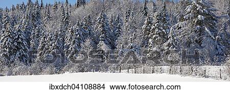 Picture - Snow covered trees, Quebec, Canada, North America. Fotosearch