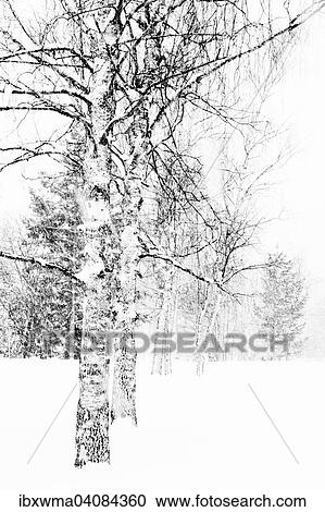 Snow-covered trees, Tyrol, Austria, Europe View Large Photo Image Stock Image - Snow-covered trees, Tyrol, Austria, Europe. Fotosearch