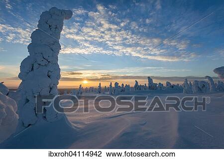 Snow-covered trees, winter landscape at sunset, Riisitunturi National Park, Posio, Lapland, Finland, Europe View Large Photo Image Stock Image - Snow-covered trees, winter landscape at sunset, Riisitunturi National Park, Posio, Lapland, Finland, Europe. Fotosearch