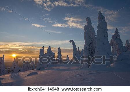 Snow-covered trees, winter landscape at sunset, Riisitunturi National Park, Posio, Lapland, Finland, Europe View Large Photo Image Stock Photo - Snow-covered trees, winter landscape at sunset, Riisitunturi National Park, Posio, Lapland, Finland, Europe. Fotosearch