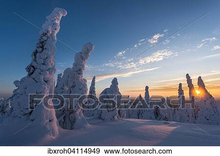 Stock Photo - Snow-covered trees, winter landscape at sunset, Riisitunturi National Park, Posio, Lapland, Finland, Europe. Fotosearch