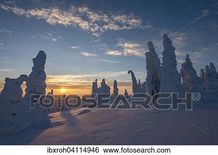 Snow-covered trees, winter landscape at sunset, Riisitunturi National Park, Posio, Lapland, Finland, Europe View Large Photo Image Stock Photograph - Snow-covered trees, winter landscape at sunset, Riisitunturi National Park, Posio, Lapland, Finland, Europe. Fotosearch