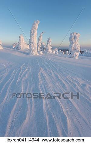 Picture - Snow-covered trees, winter landscape, Riisitunturi National Park, Posio, Lapland, Finland, Europe. Fotosearch