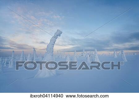 Snow-covered trees, winter landscape, Riisitunturi National Park, Posio, Lapland, Finland, Europe View Large Photo Image Stock Image - Snow-covered trees, winter landscape, Riisitunturi National Park, Posio, Lapland, Finland, Europe. Fotosearch