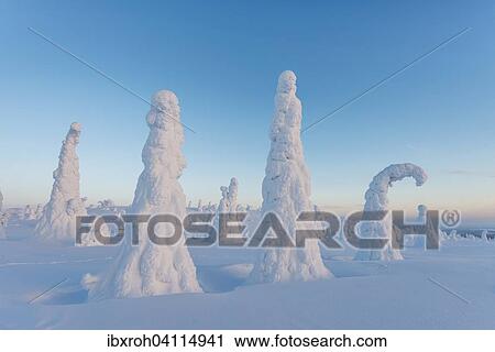 Snow-covered trees, winter landscape, Riisitunturi National Park, Posio, Lapland, Finland, Europe View Large Photo Image Stock Image - Snow-covered trees, winter landscape, Riisitunturi National Park, Posio, Lapland, Finland, Europe. Fotosearch