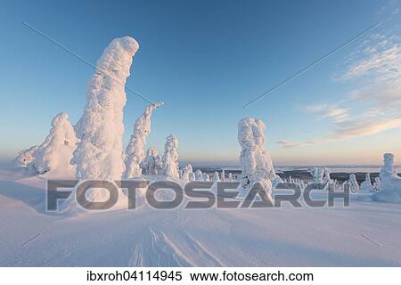 Snow-covered trees, winter landscape, Riisitunturi National Park, Posio, Lapland, Finland, Europe View Large Photo Image Stock Photography - Snow-covered trees, winter landscape, Riisitunturi National Park, Posio, Lapland, Finland, Europe. Fotosearch