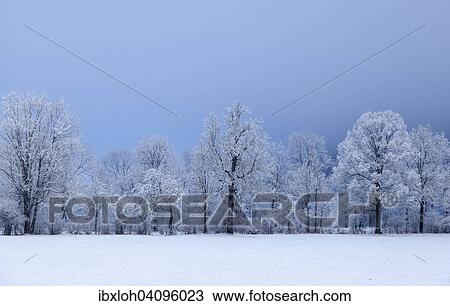 Snow covered trees with fog, near Lenggries, Upper Bavaria, Bavaria, Germany, Europe View Large Photo Image Stock Image - Snow covered trees with fog, near Lenggries, Upper Bavaria, Bavaria, Germany, Europe. Fotosearch