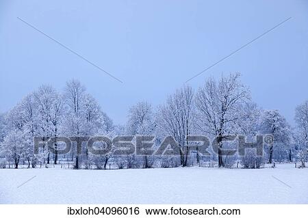 Snow covered trees with fog, near Lenggries, Upper Bavaria, Bavaria, Germany, Europe View Large Photo Image Stock Photograph - Snow covered trees with fog, near Lenggries, Upper Bavaria, Bavaria, Germany, Europe. Fotosearch