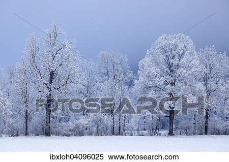 Snow covered trees with fog, near Lenggries, Upper Bavaria, Bavaria, Germany, Europe View Large Photo Image Stock Photography - Snow covered trees with fog, near Lenggries, Upper Bavaria, Bavaria, Germany, Europe. Fotosearch
