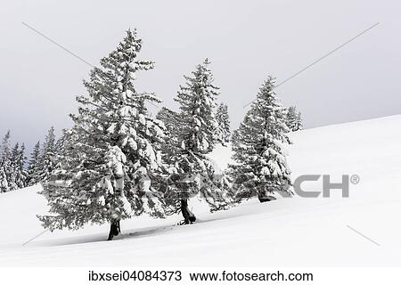 Snow-covered winter forest, Unterjoch, Upper Oberallgau district, Bavaria, Germany, Europe View Large Photo Image Stock Image - Snow-covered winter forest, Unterjoch, Upper Oberallgau district, Bavaria, Germany, Europe. Fotosearch