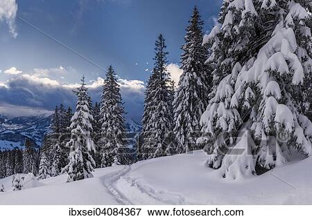 Snow-covered winter forest, Unterjoch, Upper Oberallgau district, Bavaria, Germany, Europe View Large Photo Image Stock Photo - Snow-covered winter forest, Unterjoch, Upper Oberallgau district, Bavaria, Germany, Europe. Fotosearch