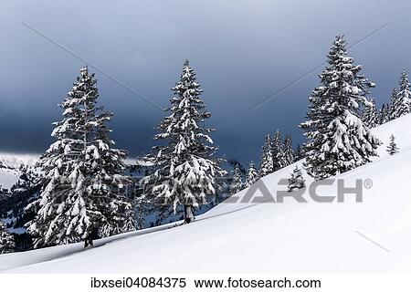 Snow-covered winter forest, Unterjoch, Upper Oberallgau district, Bavaria, Germany, Europe View Large Photo Image Stock Photography - Snow-covered winter forest, Unterjoch, Upper Oberallgau district, Bavaria, Germany, Europe. Fotosearch