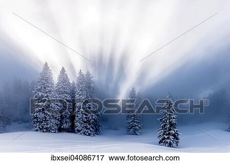 Stock Photo - Snow-covered winter forest, with backlight, Ofterschwang, Oberallgau district, Bavaria, Germany, Europe. Fotosearch