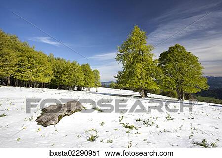Snow in the spring forest on Mt Kandel, Black Forest, Baden-Wuerttemberg, Germany, Europe View Large Photo Image Stock Image - Snow in the spring forest on Mt Kandel, Black Forest, Baden-Wuerttemberg, Germany, Europe. Fotosearch