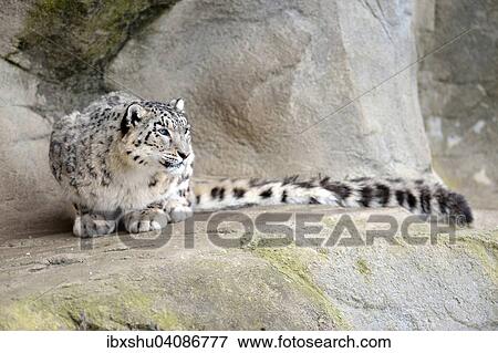 Snow Leopard (Panthera uncia), female, crouching on a rock, captive, Switzerland, Europe View Large Photo Image Stock Photo - Snow Leopard (Panthera uncia), female, crouching on a rock, captive, Switzerland, Europe. Fotosearch