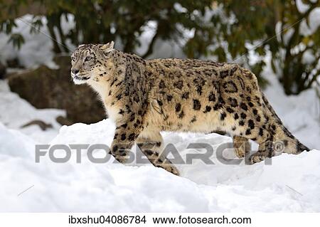 Snow Leopard (Panthera uncia), male in the snow, captive, Switzerland, Europe View Large Photo Image Picture - Snow Leopard (Panthera uncia), male in the snow, captive, Switzerland, Europe. Fotosearch