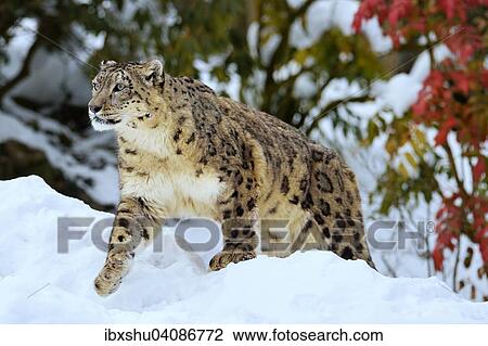 Stock Image - Snow Leopard (Panthera uncia), male in the snow, captive, Switzerland, Europe. Fotosearch