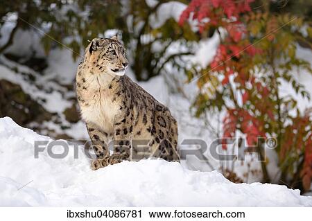 Stock Image - Snow Leopard (Panthera uncia), male, in the snow, captive, Switzerland, Europe. Fotosearch