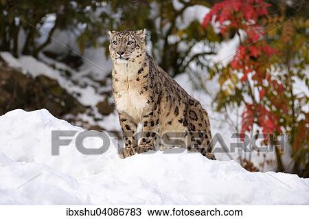 Snow Leopard (Panthera uncia), male, in the snow, captive, Switzerland, Europe View Large Photo Image Stock Image - Snow Leopard (Panthera uncia), male, in the snow, captive, Switzerland, Europe. Fotosearch