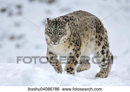 Snow Leopard (Panthera uncia), male in the snow, captive, Switzerland, Europe View Large Photo Image Stock Photograph - Snow Leopard (Panthera uncia), male in the snow, captive, Switzerland, Europe. Fotosearch