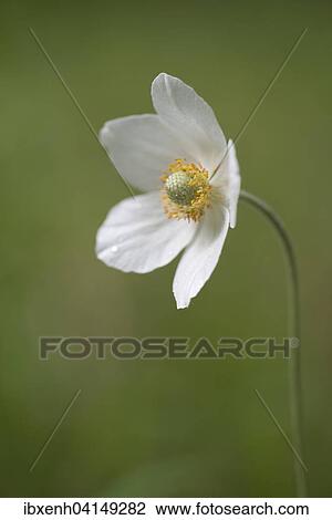 Snowdrop Anemone (Anemone sylvestris), Rothenstein nature reserve, Thuringia, Germany, Europe View Large Photo Image Stock Image - Snowdrop Anemone (Anemone sylvestris), Rothenstein nature reserve, Thuringia, Germany, Europe. Fotosearch