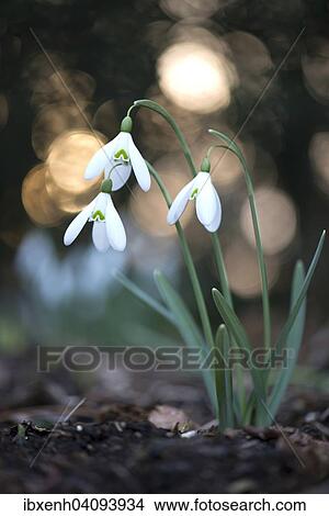 Snowdrop (Galanthus nivalis), Emsland, Lower Saxony, Germany, Europe View Large Photo Image Picture - Snowdrop (Galanthus nivalis), Emsland, Lower Saxony, Germany, Europe. Fotosearch