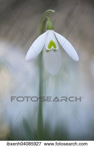 Stock Photo - Snowdrop (Galanthus nivalis), Emsland, Lower Saxony, Germany, Europe. Fotosearch