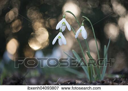 Stock Photo - Snowdrop (Galanthus nivalis), Emsland, Lower Saxony, Germany, Europe. Fotosearch
