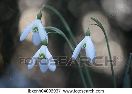 Snowdrop (Galanthus nivalis), Emsland, Lower Saxony, Germany, Europe View Large Photo Image Stock Photo - Snowdrop (Galanthus nivalis), Emsland, Lower Saxony, Germany, Europe. Fotosearch