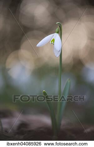 Snowdrop (Galanthus nivalis), Emsland, Lower Saxony, Germany, Europe View Large Photo Image Stock Photograph - Snowdrop (Galanthus nivalis), Emsland, Lower Saxony, Germany, Europe. Fotosearch