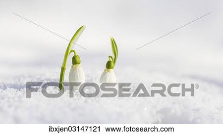 Stock Image - Snowdrop (Galanthus nivalis), Germany, Europe. Fotosearch