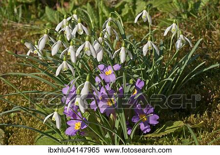 Stock Photography - Snowdrops (Galanthus nivalis) and Common Primrose (Primula vulgaris), Baden-Wurttemberg, Germany, Europe. Fotosearch
