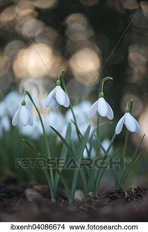 Picture - Snowdrops (Galanthus nivalis), Emsland, Lower Saxony, Germany, Europe. Fotosearch