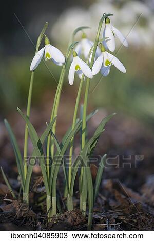 Snowdrops (Galanthus nivalis), Emsland, Lower Saxony, Germany, Europe View Large Photo Image Stock Image - Snowdrops (Galanthus nivalis), Emsland, Lower Saxony, Germany, Europe. Fotosearch