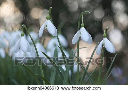 Stock Image - Snowdrops (Galanthus nivalis), Emsland, Lower Saxony, Germany, Europe. Fotosearch