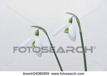Snowdrops (Galanthus nivalis), Emsland, Lower Saxony, Germany, Europe View Large Photo Image Stock Photo - Snowdrops (Galanthus nivalis), Emsland, Lower Saxony, Germany, Europe. Fotosearch
