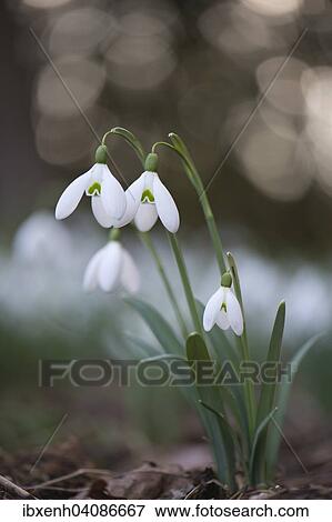 Stock Photo - Snowdrops (Galanthus nivalis), Emsland, Lower Saxony, Germany, Europe. Fotosearch