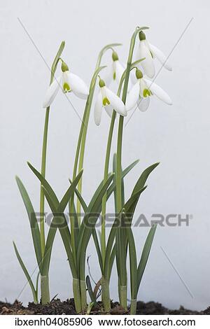 Snowdrops (Galanthus nivalis), Emsland, Lower Saxony, Germany, Europe View Large Photo Image Stock Photograph - Snowdrops (Galanthus nivalis), Emsland, Lower Saxony, Germany, Europe. Fotosearch