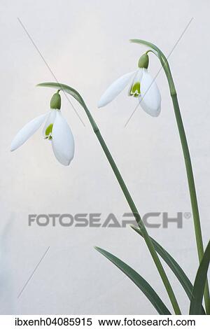 Stock Photography - Snowdrops (Galanthus nivalis), Emsland, Lower Saxony, Germany, Europe. Fotosearch