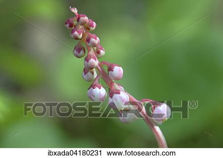 Stock Image - Snowline Wintergreen (Pyrola minor), flowering, Malscheid nature reserve, North Rhine-Westphalia, Germany, Europe. Fotosearch