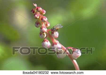 Snowline Wintergreen (Pyrola minor), flowering, Malscheid nature reserve, North Rhine-Westphalia, Germany, Europe View Large Photo Image Stock Image - Snowline Wintergreen (Pyrola minor), flowering, Malscheid nature reserve, North Rhine-Westphalia, Germany, Europe. Fotosearch