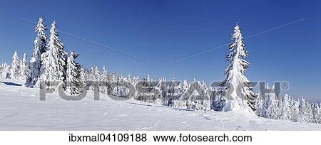 Snowy trees, winter landscape on Kandel mountain, Black Forest, Baden-Wurttemberg, Germany, Europe View Large Photo Image Stock Photo - Snowy trees, winter landscape on Kandel mountain, Black Forest, Baden-Wurttemberg, Germany, Europe. Fotosearch