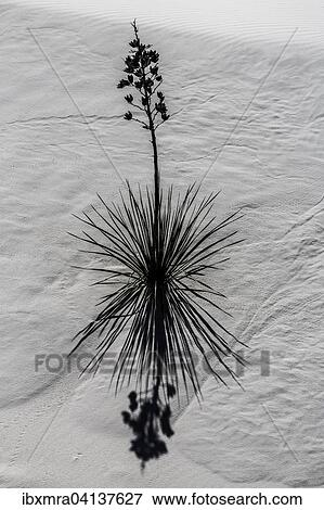 Soaptree (Yucca elata) in white sand dune, shadow, White Sands National Monument, Alamogordo, New Mexico, USA View Large Photo Image Stock Photo - Soaptree (Yucca elata) in white sand dune, shadow, White Sands National Monument, Alamogordo, New Mexico, USA. Fotosearch