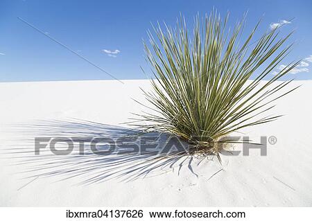 Soaptree (Yucca elata) on white sand dune, White Sands National Monument, Alamogordo, New Mexico, USA View Large Photo Image Stock Photograph - Soaptree (Yucca elata) on white sand dune, White Sands National Monument, Alamogordo, New Mexico, USA. Fotosearch