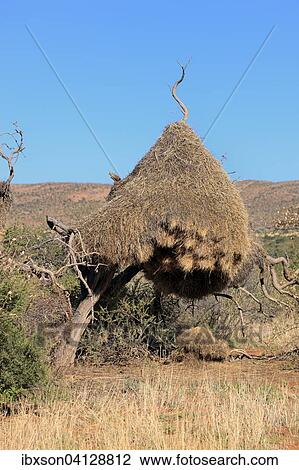 Sociable weaver (Philetairus socius), nest, colony, community nest, Tswalu Game Reserve, Kalahari Desert, North Cape, South Africa, Africa View Large Photo Image Stock Image - Sociable weaver (Philetairus socius), nest, colony, community nest, Tswalu Game Reserve, Kalahari Desert, North Cape, South Africa, Africa. Fotosearch