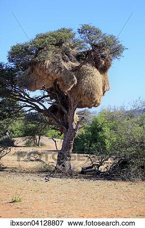 Sociable weaver (Philetairus socius) nest in a tree, colony, Tswalu Game Reserve, Kalahari Desert, North Cape, South Africa, Africa View Large Photo Image Stock Photo - Sociable weaver (Philetairus socius) nest in a tree, colony, Tswalu Game Reserve, Kalahari Desert, North Cape, South Africa, Africa. Fotosearch